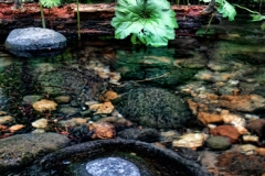 Fine Arts Oregon Creek Rock