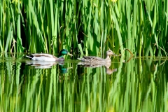 Mallard Pair